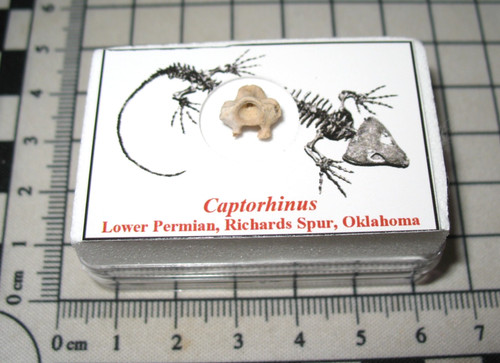Permian fossil richards spur - fossil,