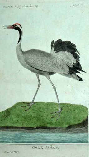 The male grey heron engraving - heron,