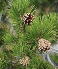 Scots Pine (Scotch Pine) Pinus