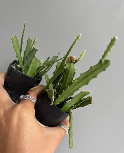 Epiphyllum dietmar paetz - epiphyllum,