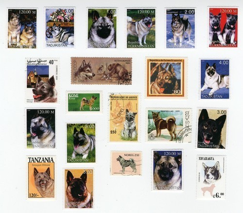 Elkhound collection dog - elkhound, of