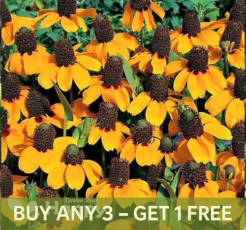 Clasping coneflower 1000 - -,