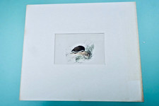 Hedgehog Stamp Colors V. Adam