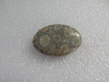 Fossil Coral, shades of light grey, 50.92cts