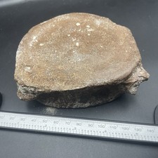 LEVIATHAN WHALE VERTEBRAE