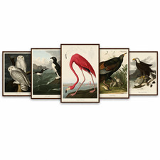 Audubon bird print - audubon,