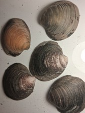 5x Giant Icelandic Quahog Clam