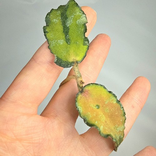 Hoya caudata variegated - hoya,