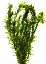 Elodea Densa (Bunch 6-4 stems)