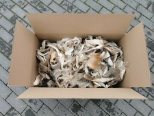 Deer Stag Fallow Deer Wild Fur