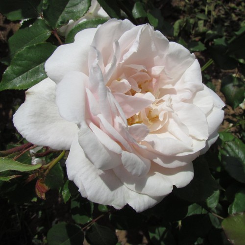 Madame alfred carriere - madame,