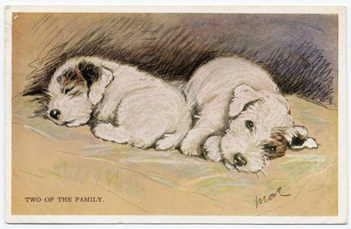 Wire haired jack russell fox - haired,
