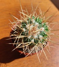 Matured  Stenocactus