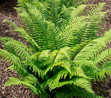 Fern plant Extra Large Massive Root DOUBLE Crown | UK Hardy