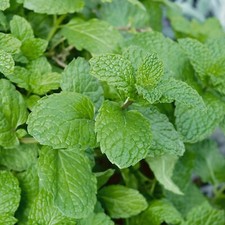 x3 Mint 'Garden Mint' Plug Plants x 3!