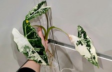 Alocasia Frydek Variegated 1 Good Size Corm