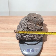 Black Lava Rock  / Planted