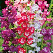 100 PENSTEMON HARTWEGII SENSATION MIX SEEDS - MIXED COLOUR FLOWERS - 100 SEEDS