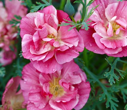 California poppy 800x seeds - poppy,
