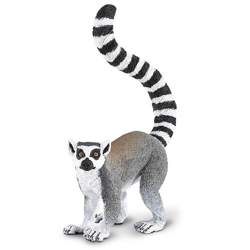 Ring tailed lemur wildlife - ring-tailed,