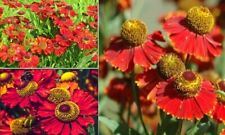 Helenium Autumnale  "Red Shades"  50+ Seeds | Same Day Dispatch
