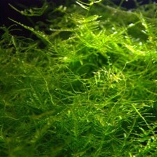 Java Moss (vesicularia): Golf