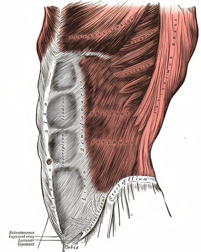 Gray anatomy 1918 - gray’s,