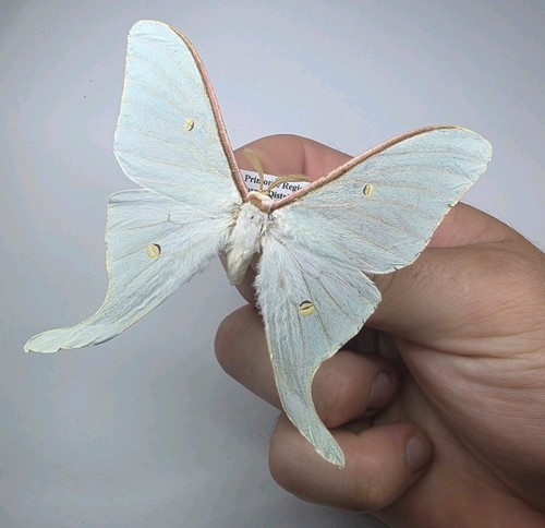 Actias dulcinea set - actias, specimen