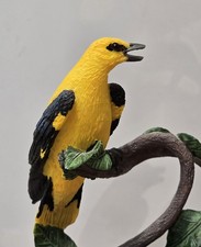 Yellow And Black Country Bird