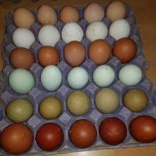 🐣Free Range Chicken Eggs  x