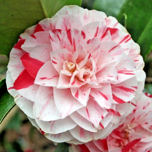 Camellia japonica lavinia - camellia,
