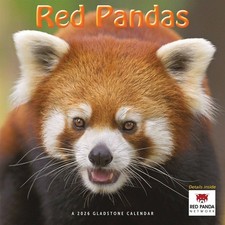 Red Pandas Calendar 2026 -