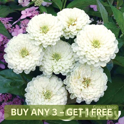 Zinnia polar bear 150 - zinnia,