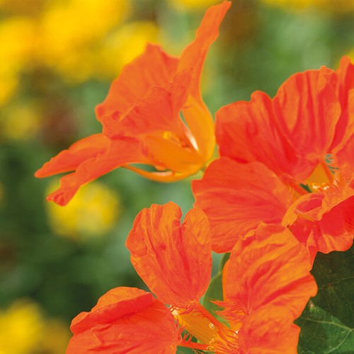 Flower nasturtium - flower,