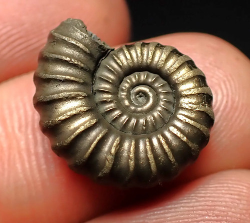 Promicroceras pyritosum