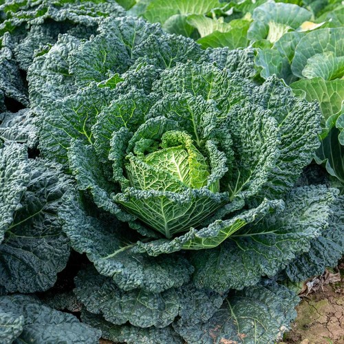 Brassica plants garden ready - brassica,