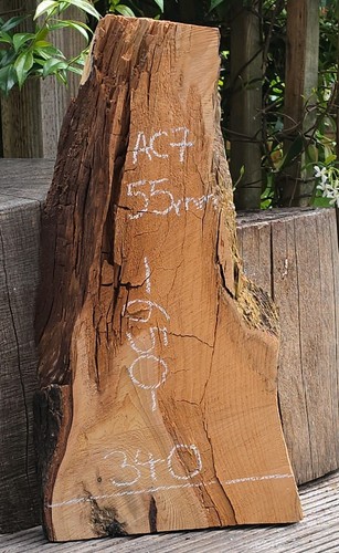 Blue atlantic ceder timber - ceder,