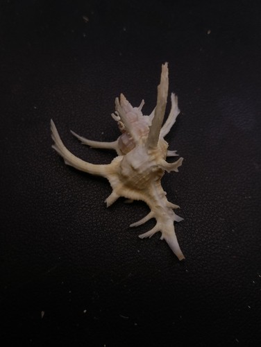 Chicoreous axicornis murex sea