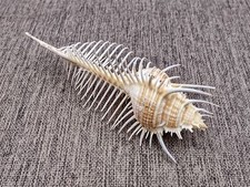 Murex Comb Seashell Murex