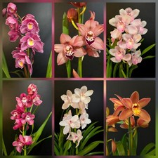 Cymbidium Surprise. Compact