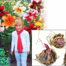 Giant Mix Tree Lily Bulb Large Flower Fragrant Summer Pernnial Garden Plant Corm