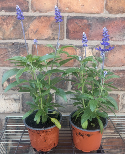 Salvia farinacea victoria - 2,