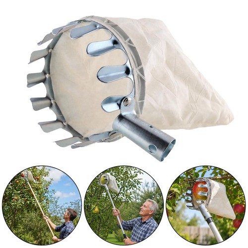 Apple picker fruit - apple,