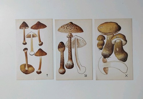 Set vintage 1974 mushroom - of,