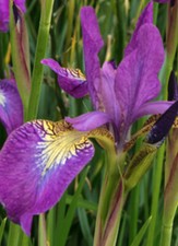Iris sibirica Sparkling Rose, Pink/lilac flowering moisture loving bog plant