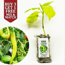 Banana Pepper - Sweet Chilli