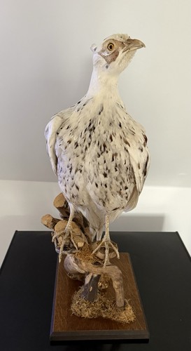 Beautiful white cock common - white,