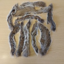 16 Grey Squirrel Tails. Dried