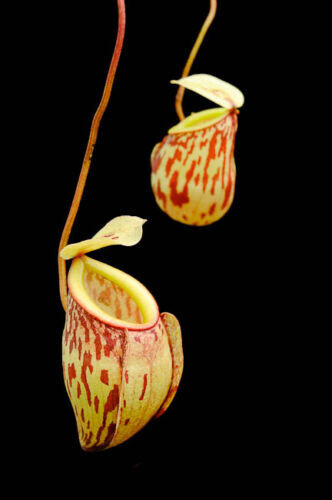Nepenthes glabrata - nepenthes,