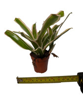 Neoregelia Fire Ball variegated bromeliad houseplant terrarium plant unrooted